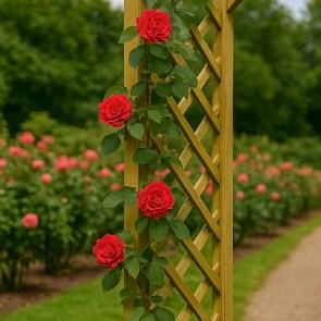 shw-41021-20008 ΞΥΛΙΝΗ ΠΕΡΓΚΟΛΑ ΕΙΣΟΔΟΣ ΕΙΡΗΝΗ